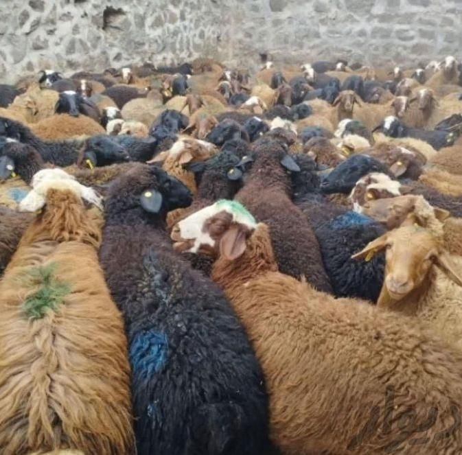 گوسفند مغان،افشار،کردستان،بیجار زنده|حیوانات مزرعه|کرج, گلدشت|دیوار