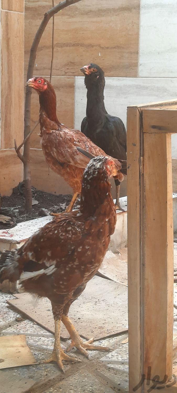 ۴ عدد مرغ اصل لاری|حیوانات مزرعه|علی‌آباد کتول, |دیوار