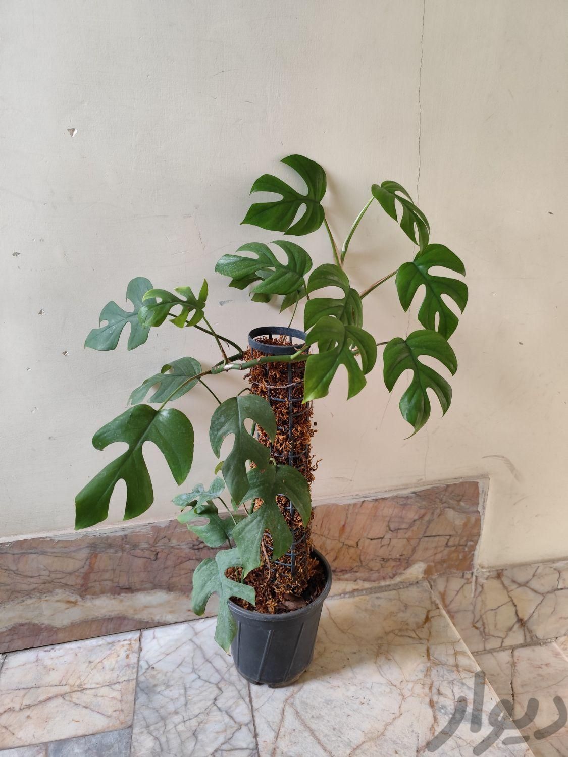 شامادروا رافیدو سینگونیوم یوکا|گل و گیاه طبیعی|مشهد, ایثارگران|دیوار