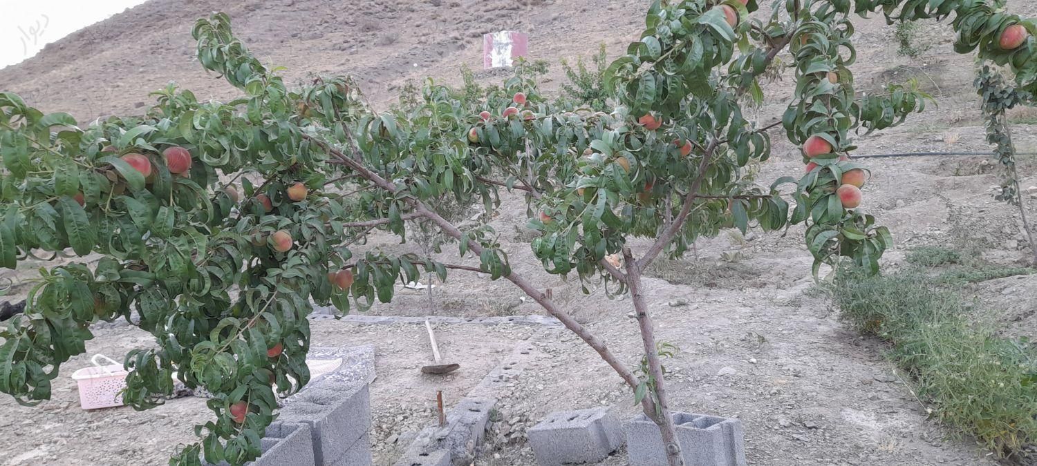 باغ میوه با درختان ۴ساله|فروش خانه و ویلا|مشهد, رباط طرق|دیوار