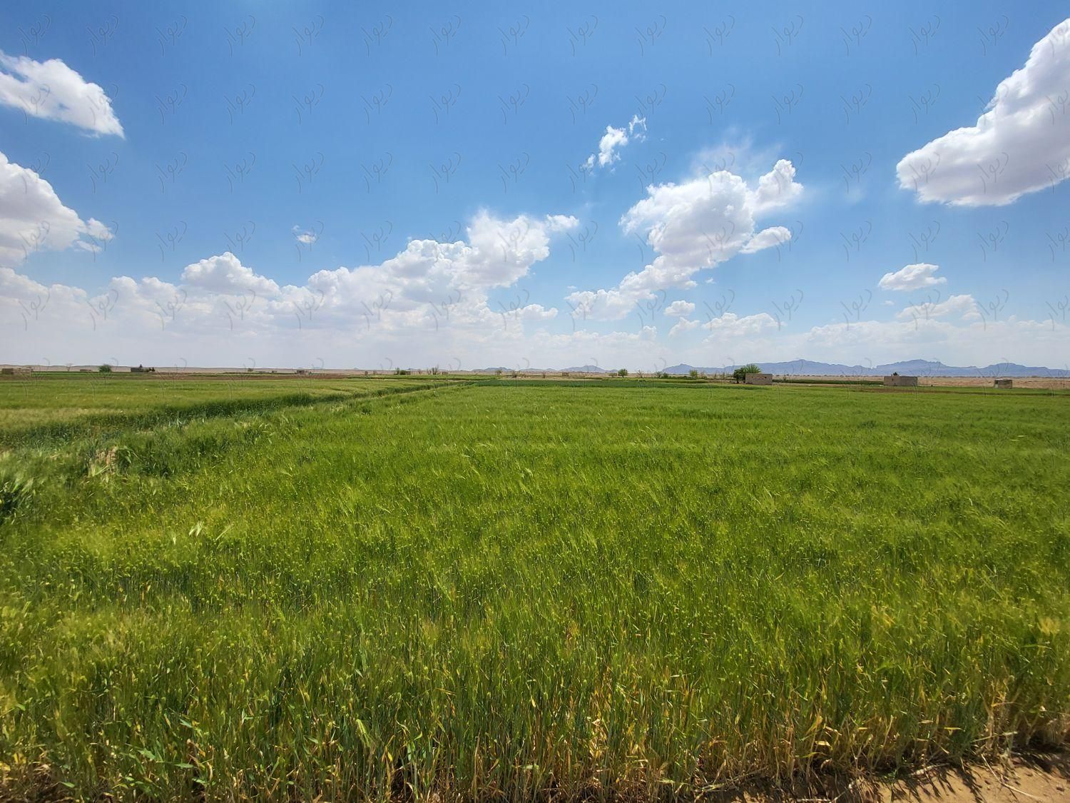 زمین کشاورزی ۱۳،۰۰۰ هزار مترمربع|فروش دفاتر صنعتی، کشاورزی و تجاری|اصفهان, محمدآباد|دیوار