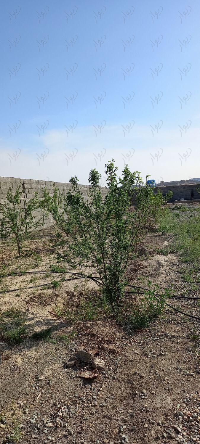 باغچه ۴۵۰ متری با درختان ۴ ساله ثمرده|فروش زمین و کلنگی|تهران, حصارک|دیوار