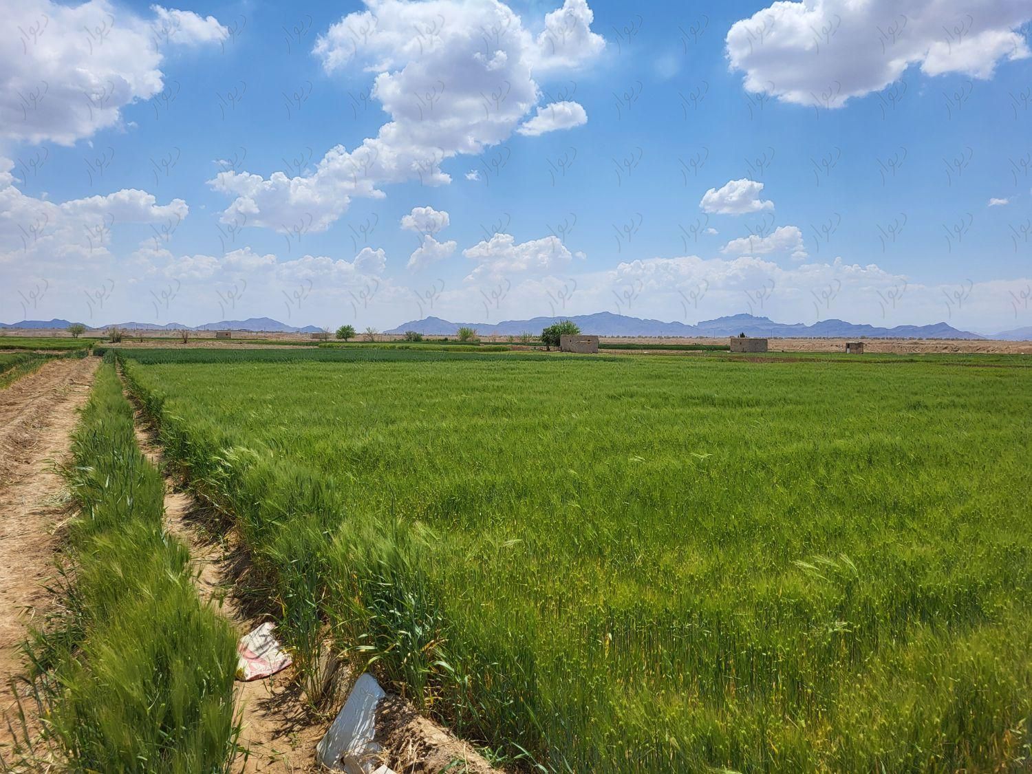 زمین کشاورزی ۱۳،۰۰۰ هزار مترمربع|فروش دفاتر صنعتی، کشاورزی و تجاری|اصفهان, محمدآباد|دیوار