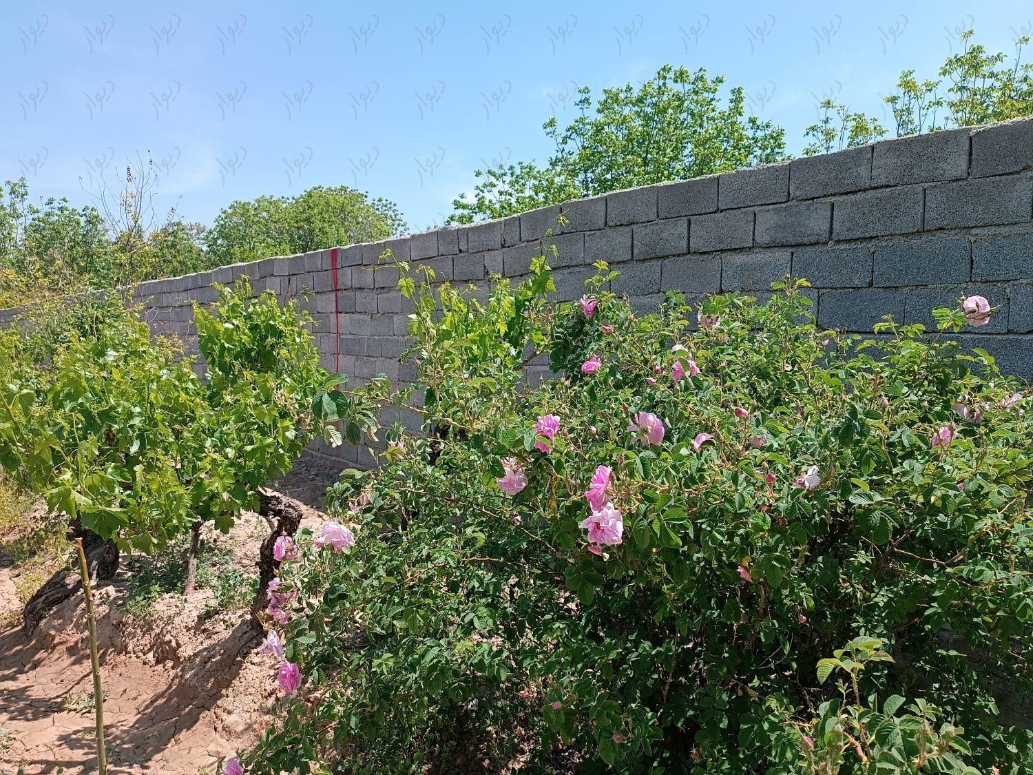 باغ و باغچه 206 متر، سند دار|فروش زمین و کلنگی|تهران, امیریه|دیوار