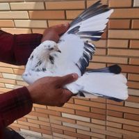 کبوتر پرشی گرگی ،کله دمسز|پرنده|اصفهان, مبارکه|دیوار