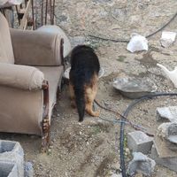 سگ ژرمن شپرد اصیل|سگ|شمشک, |دیوار
