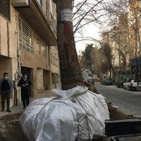 جابجایی درخت تخصص ماست|خدمات باغبانی و درختکاری|تهران, تجریش|دیوار