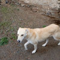سگ یک ساله|سگ|اسدآباد, |دیوار