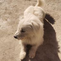 شیتزو اسپیدز یک ساله|سگ|آمل, |دیوار