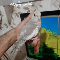 عروس هلندی نر وایت فیس رام و دستی|پرنده|تهران, یافت‌آباد|دیوار