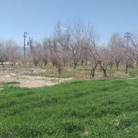 زمین کشاورزی ۲ هکتاری فیروزاباد|فروش دفاتر صنعتی، کشاورزی و تجاری|شیراز, ابیوردی|دیوار