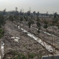 زمین باغچه ۳۰۰ متری فیروز کنار اتوبان بهرام|فروش زمین و کلنگی|تهران, شهرک طالقانی|دیوار