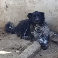سگ قدرجونی نر|حیوانات|اصفهان, حصه|دیوار