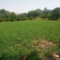 فروش باغ در کوهمره با ویو|فروش زمین و کلنگی|شیراز, احمدآباد|دیوار
