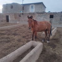 کره نریون 3 ساله|اسب و تجهیزات اسب سواری|کرج, ملک‌آباد|دیوار