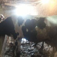 سه راس گاو ابستنباس|حیوانات مزرعه|اسدآباد, |دیوار