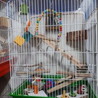 قفس پرنده عروس هلندی کاسکوطوطی کوتوله‌‌‌ومینا|لوازم جانبی مربوط به حیوانات|اصفهان, صفه|دیوار