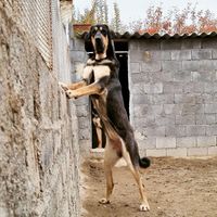 سگ پژدر|سگ|سمنان, |دیوار