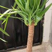 فیکوس سبز.یوکا.شامادورا.سانسوریا.|گل و گیاه طبیعی|تهران, نعمت‌آباد|دیوار
