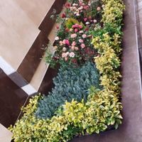 خدمات باغبانی باغچه کاری گلکاری درختکاری خاک گلدون|خدمات باغبانی و درختکاری|تهران, گیشا (کوی نصر)|دیوار