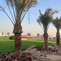 مناسب نخل خرما خوش برگ  برحی اصلی مراکشی تنه دار|خدمات باغبانی و درختکاری|بهبهان, |دیوار