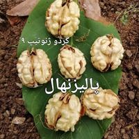 انواع نهال های لیبل دار در نهالستان پالیز ، ضمانتی|خدمات باغبانی و درختکاری|قمصر, |دیوار