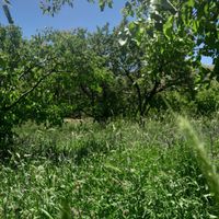 باغ در روستای اولو کندی واقع است به متراژ ۱۰۰۰ م|فروش زمین و ملک کلنگی|تبریز, |دیوار