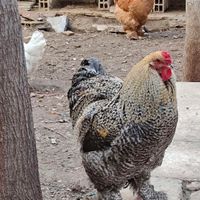 خروس براهما گلدن کوکو با 4 تا مرغ براهما گلدن بوف|حیوانات مزرعه|کرج, گوهردشت|دیوار