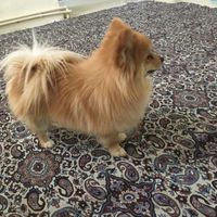سگ پامر روباهی اصیل|سگ|تهران, المهدی|دیوار