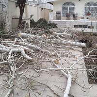 هرس درخت ، باغبانی ، چوب بری ، قطع درخت ،|خدمات باغبانی و درختکاری|کرج, مهرشهر - فاز ۴|دیوار