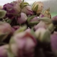 فروش گل محمدی غنچه تازه و خشک|خدمات باغبانی و درختکاری|خواف, |دیوار