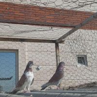 کبوتر مایه|پرنده|تهران, امامزاده حسن(ع)|دیوار