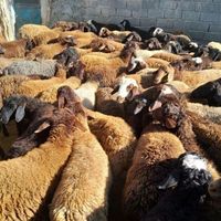 گوسفند زنده منطقه ۲۲گرمدره وردآورد چیتگر کرج|حیوانات مزرعه|گرمدره, |دیوار