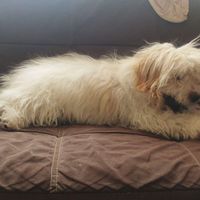 شیتزو یک ساله|سگ|میاندوآب, |دیوار