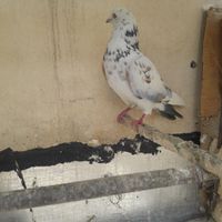 گرفتم‌کبکی‌پرشیبا کبوتر|پرنده|تهران, آذری|دیوار