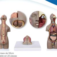 مولاژ آناتومی بدن انسان ۲۰ قسمتی|وسایل آرایشی، بهداشتی و درمانی|تهران, نواب|دیوار