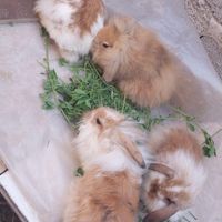 بچه خرگوش لوپ|موش و خرگوش|جیرفت, |دیوار