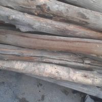 خریدار چوب خرید چوب تیرچوبی کاج درمحل|خدمات باغبانی و درختکاری|تهران, نواب|دیوار