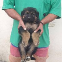 سگ German shepherd،ژرمن شپرد،سگ جواهر،رفیق خانواده|سگ|تهران, مرزداران|دیوار