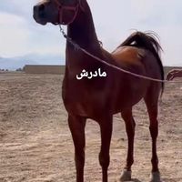 کره نریون دوسر ۷ماهه مدارک دار( آینده دار)|اسب و تجهیزات اسب سواری|آبعلی, |دیوار