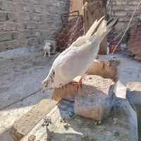 ماده کل دم سبز|پرنده|اصفهان, زینبیه|دیوار