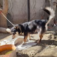 سگ‌پاکوتاه|سگ|اسدآباد, |دیوار