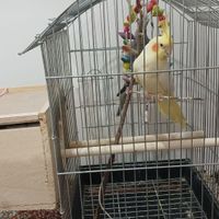 پرنده عروس هلندی نر و ماده ۱۰ و ۱۱ ماه|پرنده|اسالم, |دیوار