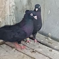سیاه چشم و نوک|پرنده|اصفهان, مبارکه|دیوار