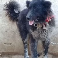 سگ قدرجونی نر|حیوانات|اصفهان, حصه|دیوار
