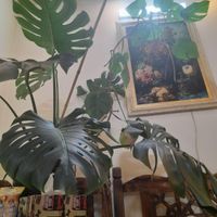 گلدیفن و مانستربزرگ|گل و گیاه طبیعی|تهران, نارمک|دیوار