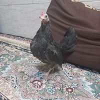 مرغ و خروس مینیاتوری جاپنیز|حیوانات مزرعه|کهریزک, |دیوار