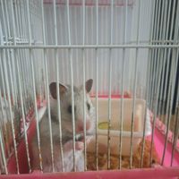 همستر ماده سوری Syrian hamster + قفس|موش و خرگوش|تهران, نعمت‌آباد|دیوار