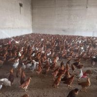 جوجه گلپایگان  مرغ  خروس تاقچه|حیوانات مزرعه|مشهد, بهمن|دیوار