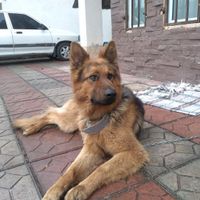 سگ باهوش مهربان اصیل واجتماعی جنسیت نر|سگ|نوشهر, |دیوار